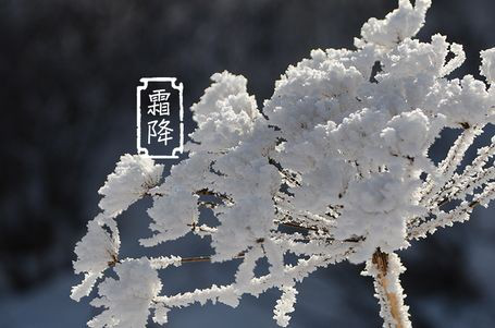 今日霜降 _ 露凝為霜知霜降，滴酒品后知濃香96.png